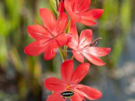 Schizostylis coccinea - Rode kafferlelie 