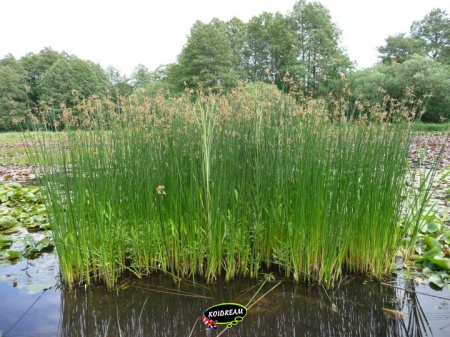 Scirpus lacustris - Mattenbies 