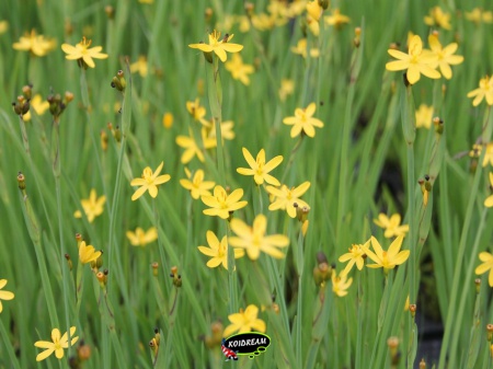 Sisyrinchium californicum - Bieslelie