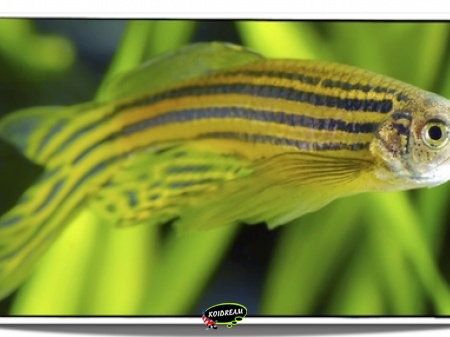 Sluier Zebra Danio