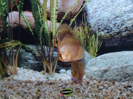 Snake Skin mix Discus
