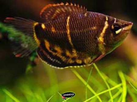 Sphaericthys osphromenoides - Chocoladegoerami