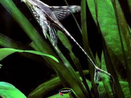 Sturisoma Aureum - Harnasmeerval