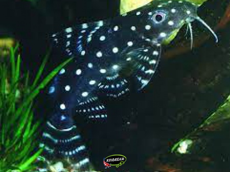 Synodontis angelicus - Baardmeerval
