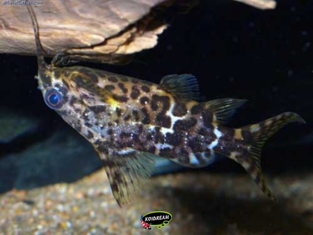 Synodontis nigriventis - Afrikaanse rugzwemmer