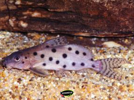 Synodontis rebeli - Baardmeerval