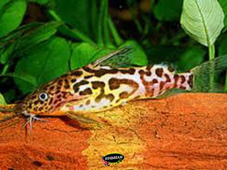 Synodontis schoutedeni - Baardmeerval