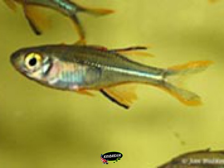 Telmatherina ladigesi - Celebeszeilvis 