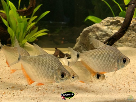 Tetragonopterus argenteus