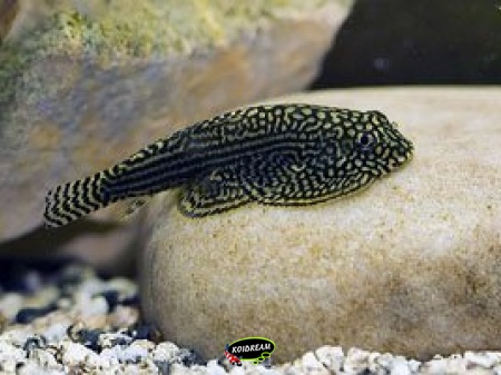 Tijger Gastromyson