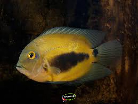 Uaru amphiacanthoides