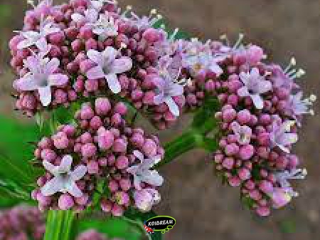 Valeriana officinalis - Echte valeriaan 