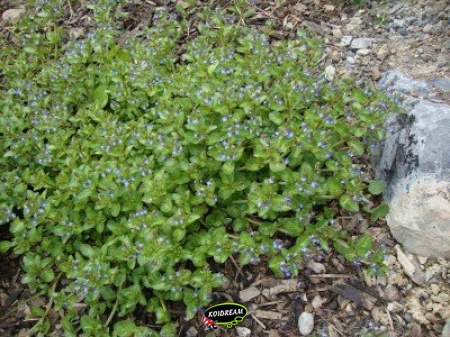 Veronica Beccabunga