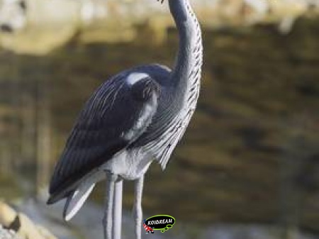 vijverfiguur blauwe reiger