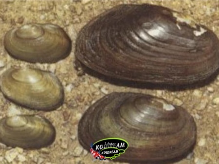 Vijvermossel ca 6 / 11 cm Vijvermossel ca 6 / 11 cm