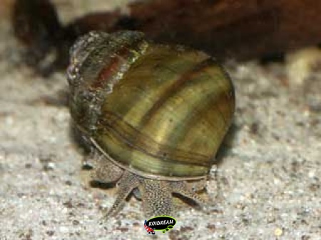 Vijverslak - Viviparus viviparus