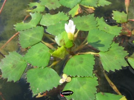 waternoot