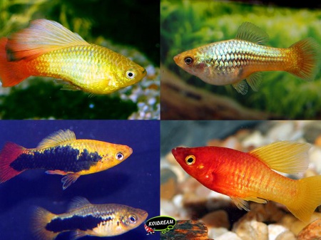 Xiphophorus variatus 