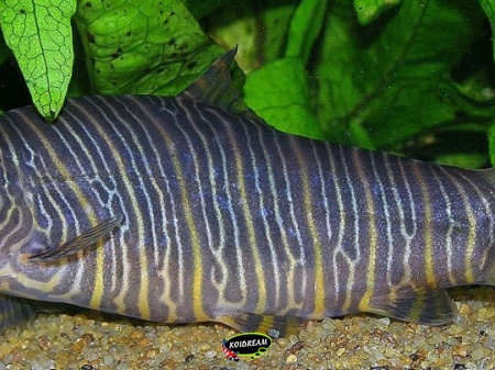 zebra botia