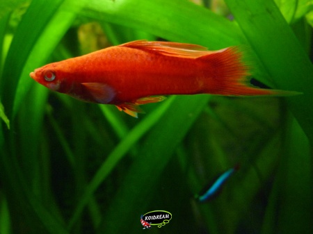 Zwaarddrager red eye